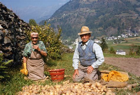 Raccolta Delle Patate ISTORIA