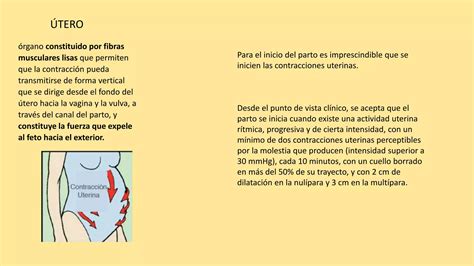 Fisiologia De Las Contracciones Uterinas Pptx