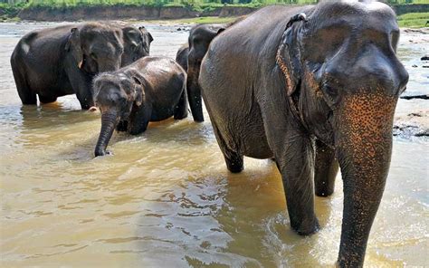 Sri-Lanka—elephants | TLC World Travel