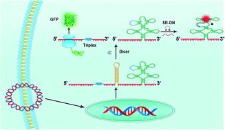 A Single Promoter System Co Expressing Rna Sensor With Fluorescent