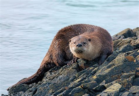 Otter Curiosity Photograph By Loree Johnson Fine Art America