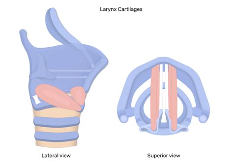 Intrinsic Muscles of the Larynx