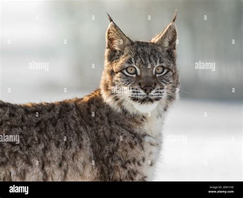 Portrait Baby Eurasian Lynx A Cub Of A Wild Cat In The Snow Beautiful