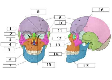 Skull Flashcards Quizlet