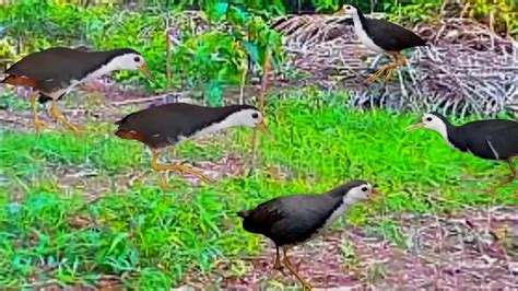 Jerat Burung Ruak Ruak Di Kebun Sawit MP3 Di Buyikan Langsung