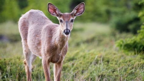 Au Québec Il est désormais interdit de nourrir les chevreuils 98 5