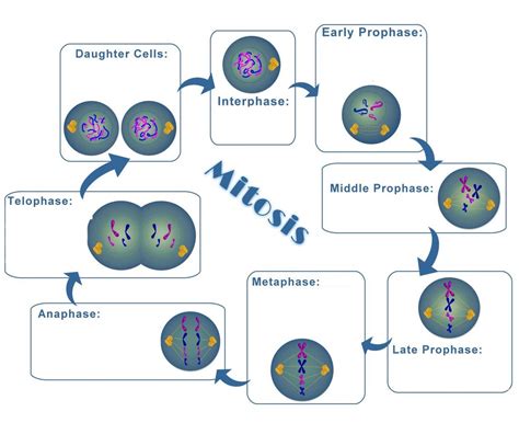 Biology Mitosis Diagram Diagram Quizlet