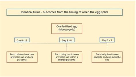 Zygosity And Chorionicity Of Twins Twinstudies