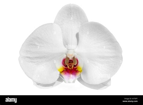 Species Of Orchid Cut Out Stock Images Pictures Alamy