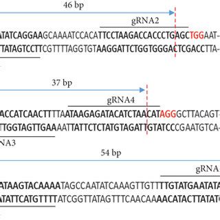 Validation Of CASH 1specific GRNAs A Schematic Representation Of