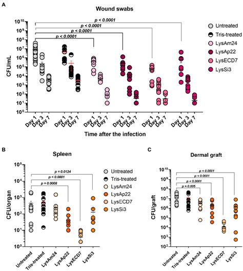 Burn Wound Model Of Wistar Rats Infected With The P Aeruginosa Ts