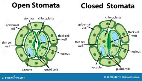 Diagram Showing Open and Closed Stomata on the Chart Stock Vector ...