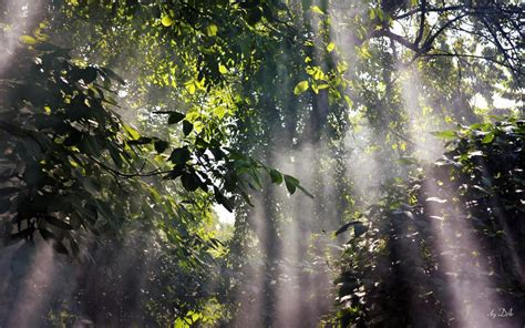 Foggy Rainforest wallpaper | nature and landscape | Wallpaper Better