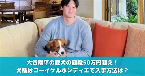 【徹底調査】大谷翔平の愛犬デコピンの値段が驚愕！犬種はコーイケルホンディエで入手方法は？ Newstrendz