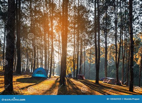 Adventures Camping Tourism And Tent Under The View Pine Forest