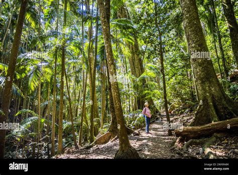 hiking   rainforest  curtis falls track tamborine national
