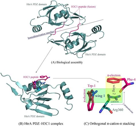 A Homodimer Of Two H C Peptide Fused Htra Pdz Domains In The Crystal