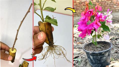 How To Grow Bougainvillea By Cutting Branches Use Bananas Helps