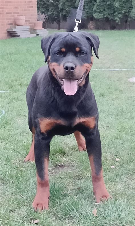 Rottweiler piękny piesek ZKwP Malinowice OLX pl