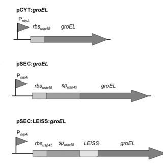 Schematic Representation Of Expression Cassettes For Controlled And