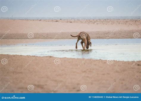 Dog Searching for Something in the Water by the Waterside on Paarden ...