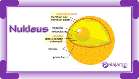 Nukleus Inti Sel Pengertian Fungsi Dan Struktur Nukleus Dengan