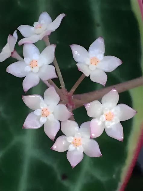 Hoya Macrophylla Albomarginata Tropics Home