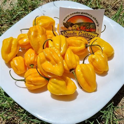 Graines De Piments Habanero Jaune Prix