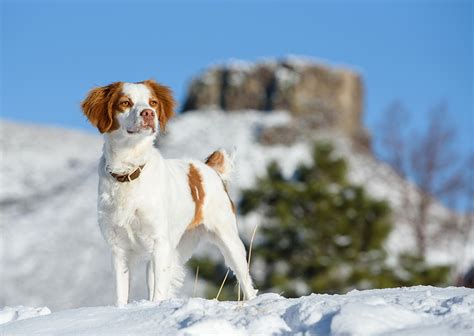 Winter Dog Portraits in Denver - Fun Dog Photos in the Snow