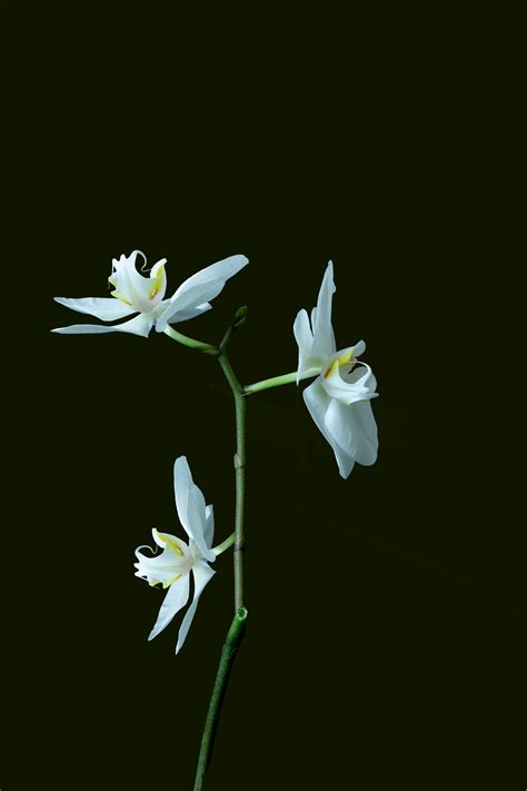 A Single White Flower On A Stem Against A Black Background Photo Free