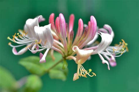 Free Honeysuckle Nature Images Pixabay