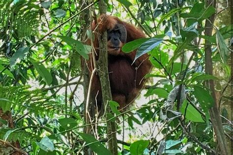 Gunung Leuser National Park Overnight Jungle Trekking Medan