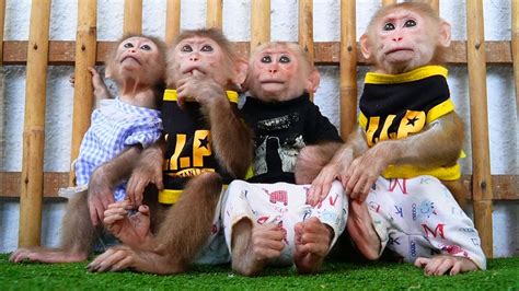 Wow The Cutest Monkeys You Have Ever Seen Cute Baby Monkeys Video Sit