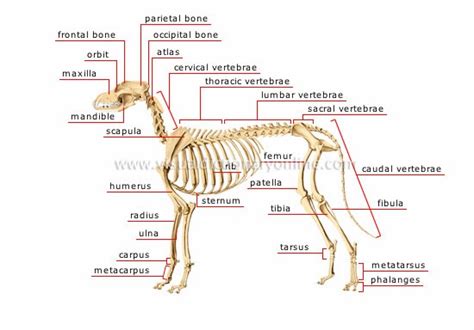 Anatomy Scapula Of Dog Veterinary Online