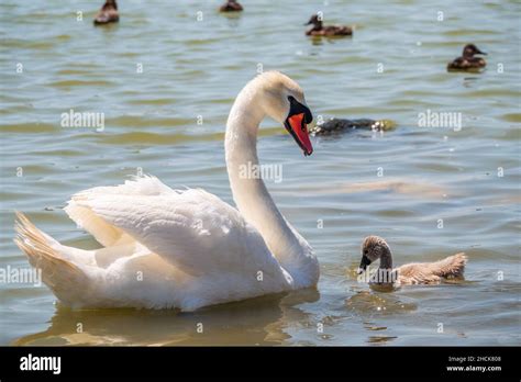 Ein Weiblicher Stummer Schwan Cygnus Olor Der Auf Einem See Mit