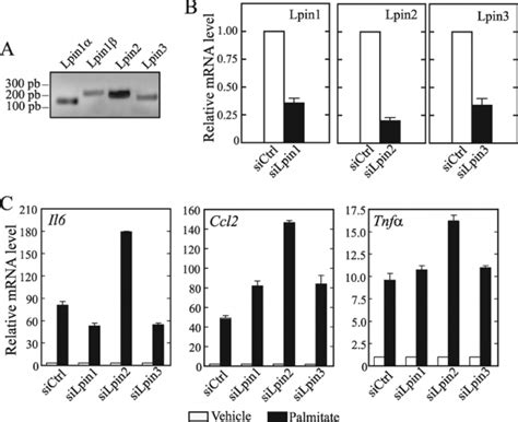 Expression Of Lipins And Role In Macrophages A PCR Analysis Of Lpin1