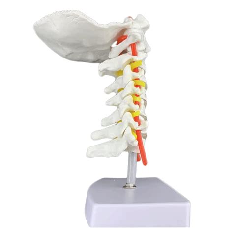 Buy PAASHE Anatomy Model Cervical Model Teaching Model Cervical