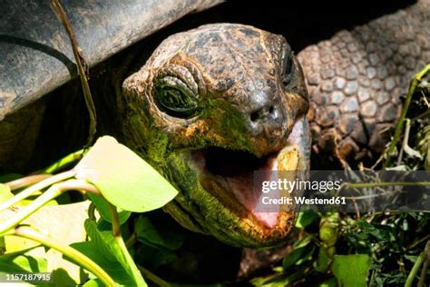 41 Turtle Mouth Open Stock Photos, High-Res Pictures, and Images ...