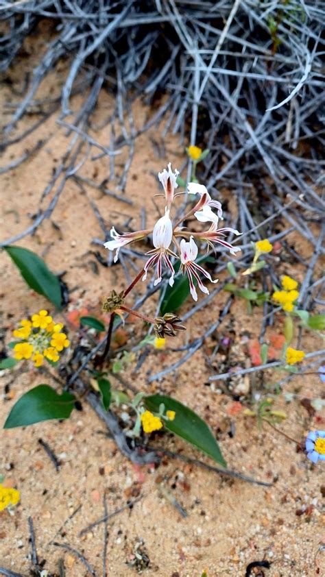 Pelargonium Undulatum From Breede River Dc South Africa On September