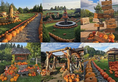 Farma Dyń jak z bajki! Nigdzie indziej nie zobaczysz takich widoków