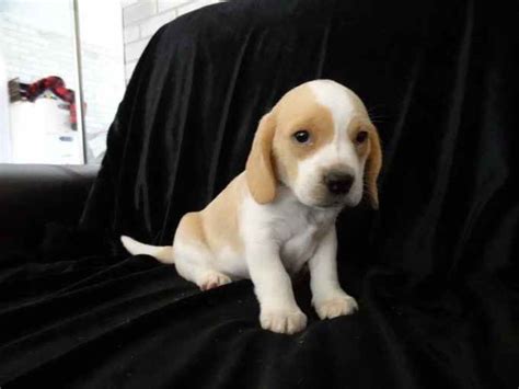 Lemon Beagle Breeders