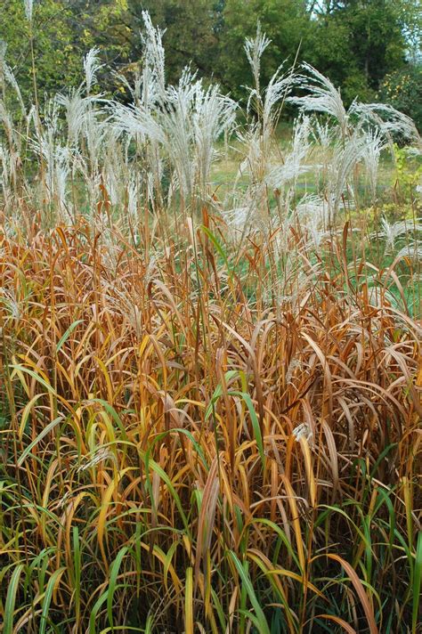 Мискантус сахароцветный (72 фото) - фото - картинки и рисунки: скачать ...