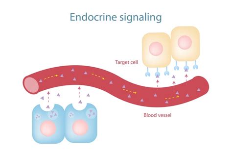 Cytokine Receptor Mechanism Involve Signal Transduction Between Cells