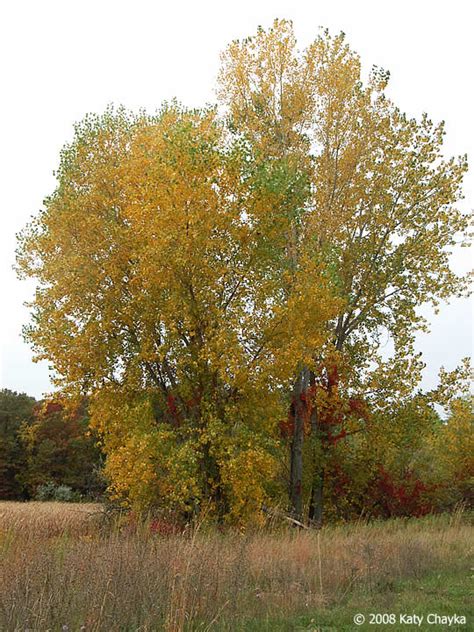 Populus Deltoides Siouxland