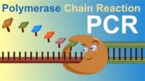 Polymerase Chain Reaction Explanation