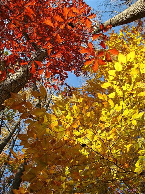 Patuxent River Park Foliage Stock Image Image Of Fall Autumn 3688587