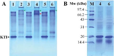 Non Reducing A And Reducing B Sds Page Patterns Of Kti With Various