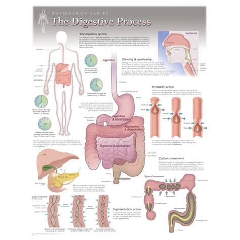 Digestive System Chart Functions