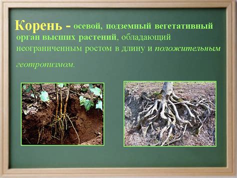 Корень растения - Презентации по биологии