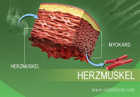 Muskelarten | Kenntnis der Muskelanatomie